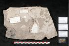 Foto (Detailansicht) von Caulinites otagoicus Ettingshausen (NHMW-GEO-2024-0188-10163a)